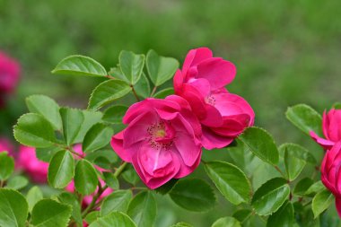 Bahçede açan güzel pembe çiçeklerin yakın çekim görüntüsü                           
