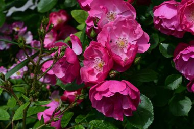 Bahçede açan güzel pembe çiçeklerin yakın çekim görüntüsü                           