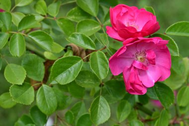 Bahçede açan güzel pembe çiçeklerin yakın çekim görüntüsü                           