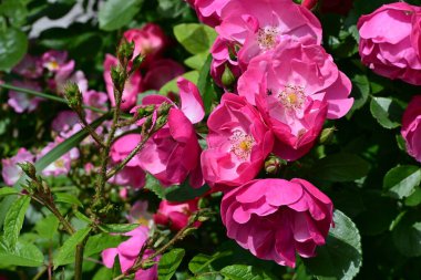 Bahçede açan güzel pembe çiçeklerin yakın çekim görüntüsü                           