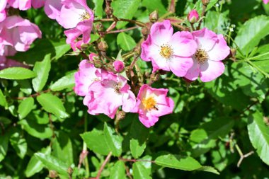 Bahçede açan güzel pembe çiçeklerin yakın çekim görüntüsü                           