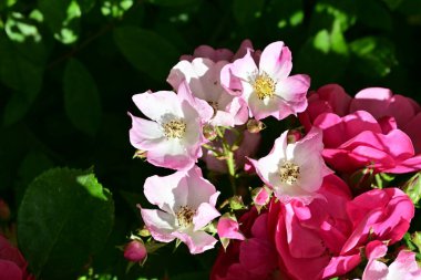 Bahçede açan güzel pembe çiçeklerin yakın çekim görüntüsü                           