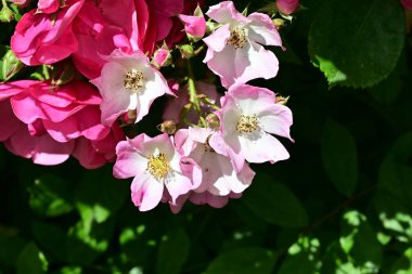 Bahçede açan güzel pembe çiçeklerin yakın çekim görüntüsü                           
