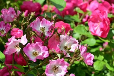 Bahçede açan güzel pembe çiçeklerin yakın çekim görüntüsü                           