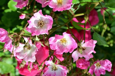 Bahçede açan güzel pembe çiçeklerin yakın çekim görüntüsü                           