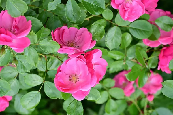 Bahçede açan güzel pembe çiçeklerin yakın çekim görüntüsü                           