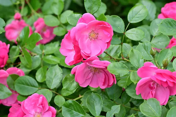 Bahçede açan güzel pembe çiçeklerin yakın çekim görüntüsü                           