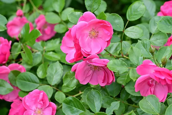 Bahçede açan güzel pembe çiçeklerin yakın çekim görüntüsü                           