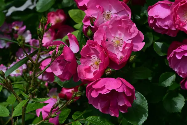 Bahçede açan güzel pembe çiçeklerin yakın çekim görüntüsü                           