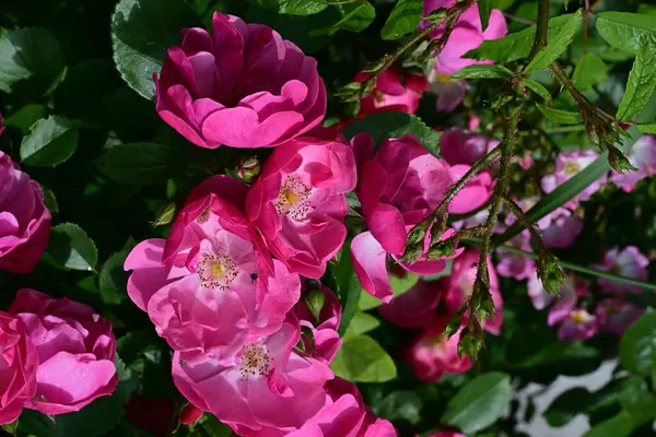 Bahçede açan güzel pembe çiçeklerin yakın çekim görüntüsü                           