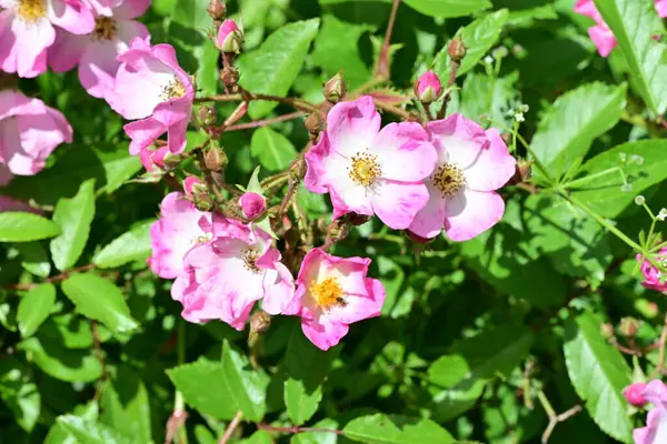 Bahçede açan güzel pembe çiçeklerin yakın çekim görüntüsü                           