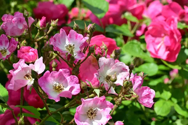 Bahçede açan güzel pembe çiçeklerin yakın çekim görüntüsü                           