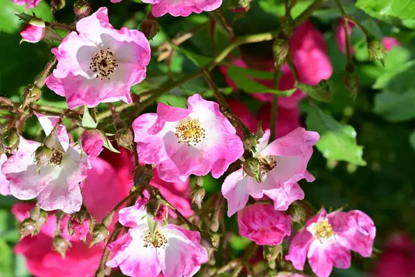 Bahçede açan güzel pembe çiçeklerin yakın çekim görüntüsü                           