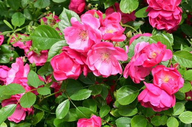 Bahçede açan güzel pembe çiçeklerin yakın çekim görüntüsü                           