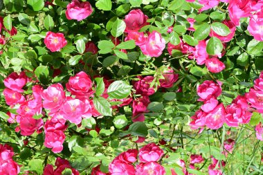 Bahçede açan güzel pembe çiçeklerin yakın çekim görüntüsü                           