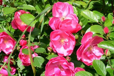 Bahçede açan güzel pembe çiçeklerin yakın çekim görüntüsü                           