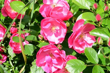 Bahçede açan güzel pembe çiçeklerin yakın çekim görüntüsü                           