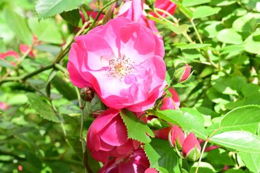 Bahçede açan güzel pembe çiçeklerin yakın çekim görüntüsü                           