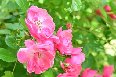 Bahçede açan güzel pembe çiçeklerin yakın çekim görüntüsü                           