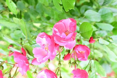 Bahçede açan güzel pembe çiçeklerin yakın çekim görüntüsü                           