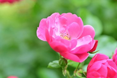 Bahçede açan güzel pembe çiçeklerin yakın çekim görüntüsü                           