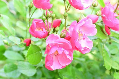 Bahçede açan güzel pembe çiçeklerin yakın çekim görüntüsü                           