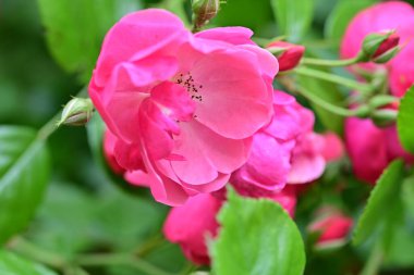 Bahçede açan güzel pembe çiçeklerin yakın çekim görüntüsü                           