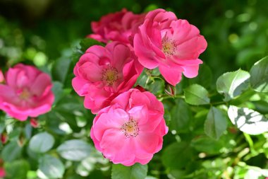 Bahçede açan güzel pembe çiçeklerin yakın çekim görüntüsü                           