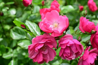 Bahçede açan güzel pembe çiçeklerin yakın çekim görüntüsü                           