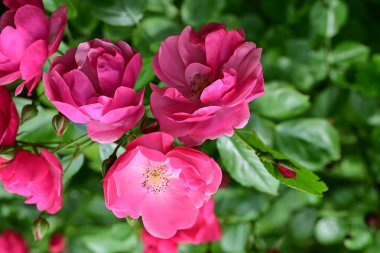 Bahçede açan güzel pembe çiçeklerin yakın çekim görüntüsü                           