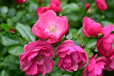 Bahçede açan güzel pembe çiçeklerin yakın çekim görüntüsü                           