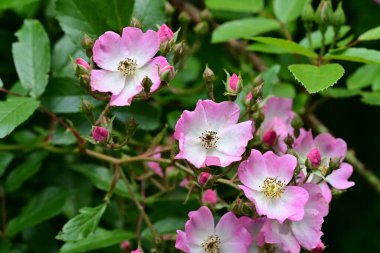 Bahçede açan güzel pembe çiçeklerin yakın çekim görüntüsü                           