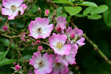 Bahçede açan güzel pembe çiçeklerin yakın çekim görüntüsü                           