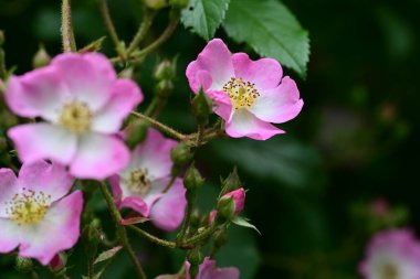 Bahçede açan güzel pembe çiçeklerin yakın çekim görüntüsü                           