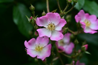 Bahçede açan güzel pembe çiçeklerin yakın çekim görüntüsü                           