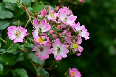 Bahçede açan güzel pembe çiçeklerin yakın çekim görüntüsü                           