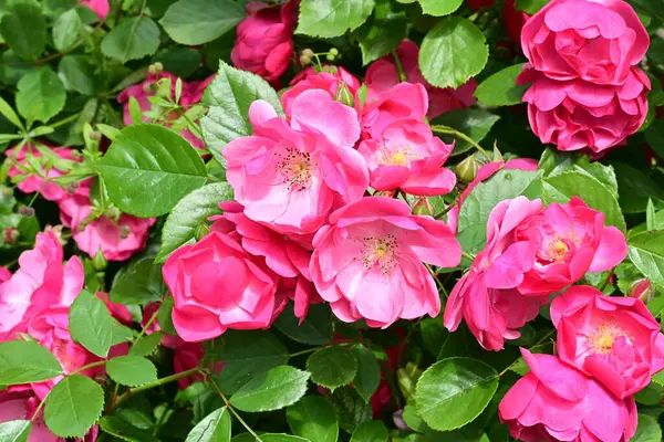 Bahçede açan güzel pembe çiçeklerin yakın çekim görüntüsü                           