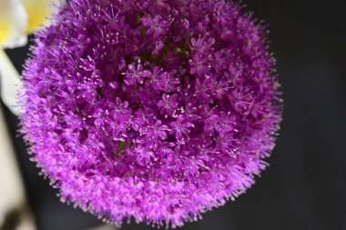 Siyah arkaplanda Allium giganteum mor çiçek
