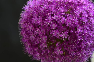 Siyah arkaplanda Allium giganteum mor çiçek