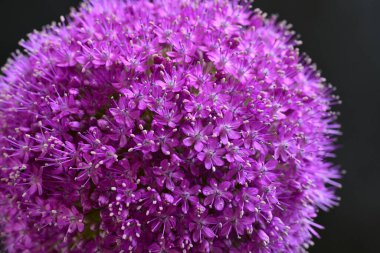 Siyah arkaplanda Allium giganteum mor çiçek