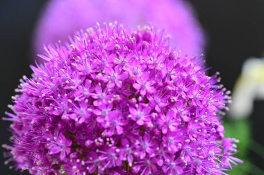 Siyah arkaplanda Allium giganteum mor çiçek