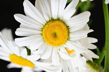 Güzel beyaz papatya çiçekleri koyu arkaplanda