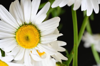 Güzel beyaz papatya çiçekleri koyu arkaplanda