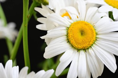 Güzel beyaz papatya çiçekleri koyu arkaplanda