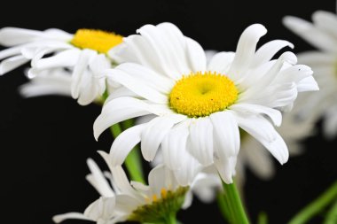 Güzel beyaz papatya çiçekleri koyu arkaplanda