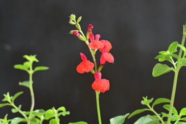 Siyah arkaplanda kırmızı çiçekler 