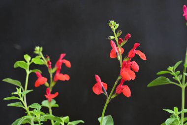 Siyah arkaplanda kırmızı çiçekler 