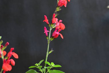 Siyah zemin üzerine kırmızı çiçekler 