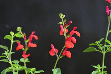 Siyah zemin üzerine kırmızı çiçekler 