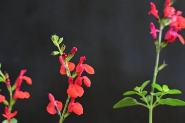 Siyah zemin üzerine kırmızı çiçekler 